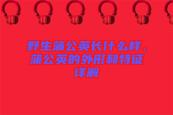 野生蒲公英長什么樣，蒲公英的外形和特征詳解